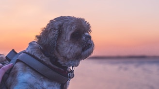 A small dog with fluffy fur is harnessed and looking into the distance, set against a serene backdrop of a pastel-colored sunset over the water.