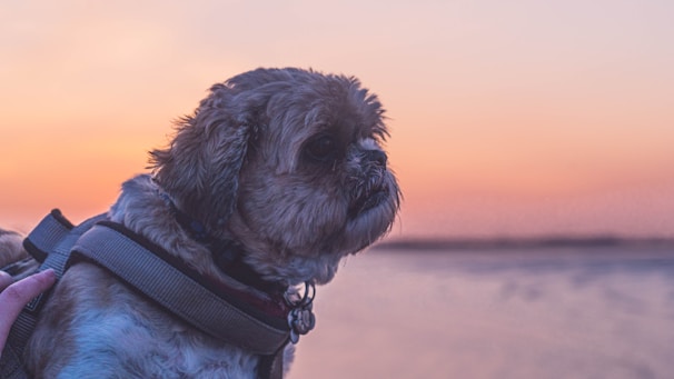 A small dog with fluffy fur is harnessed and looking into the distance, set against a serene backdrop of a pastel-colored sunset over the water.