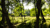 A peaceful rainforest scene with sunlight filtering through dense green foliage.