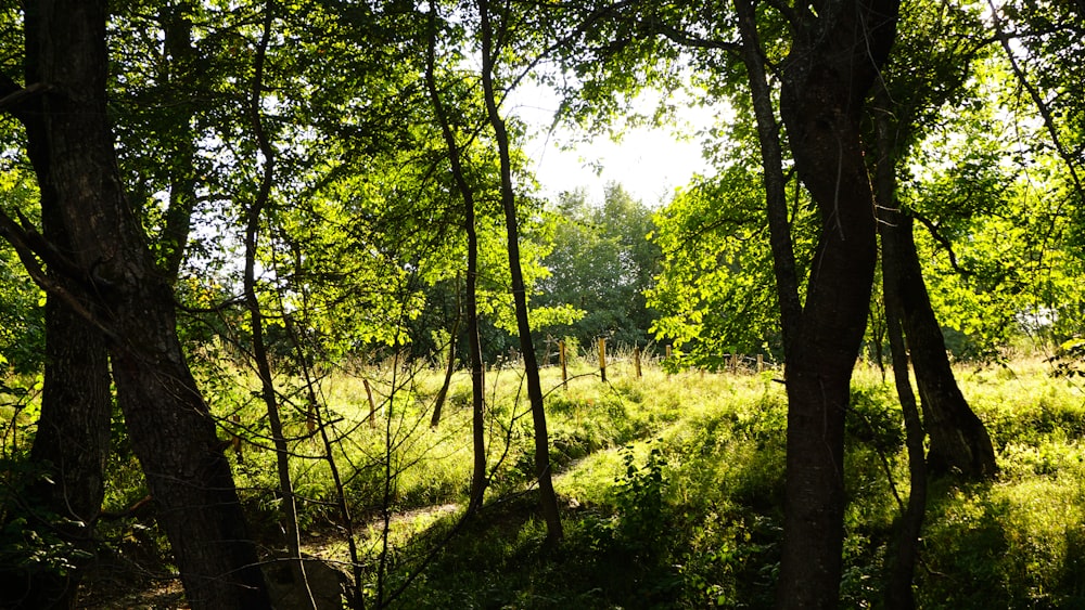 green trees and plants during daytime