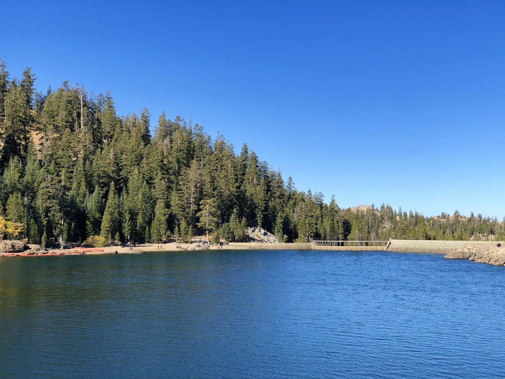 green trees near body of water during daytime