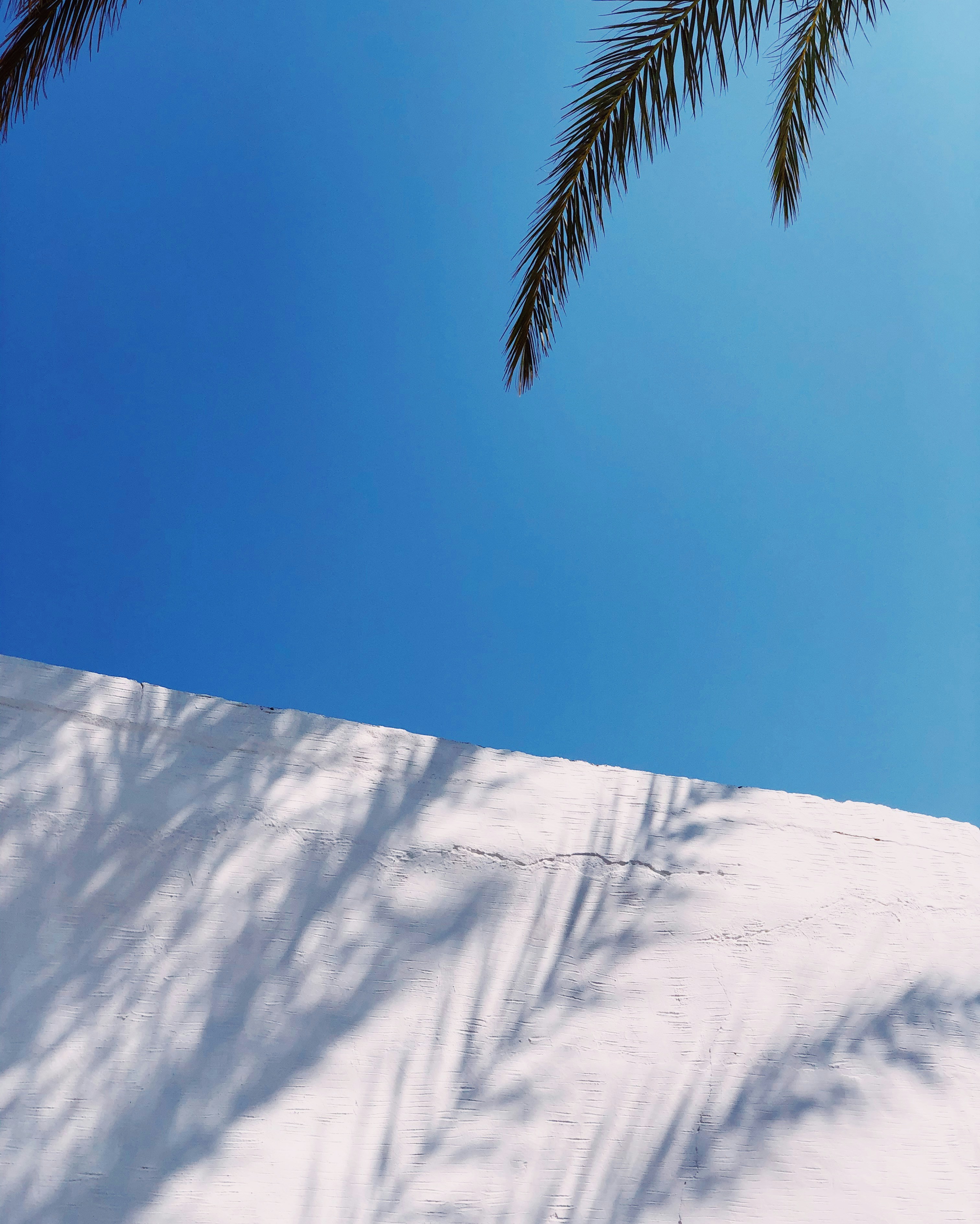 green palm tree on snow covered ground under blue sky during daytime