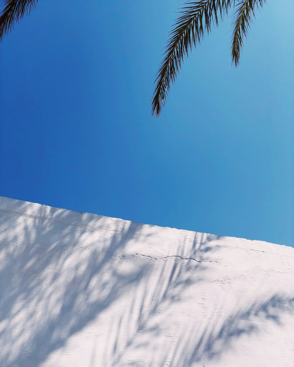 Palmier vert sur sol enneigé sous ciel bleu pendant la journée