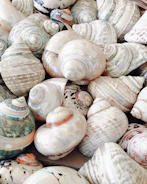 A small cluster of spiral shells arranged on ivory textured paper with subtle seafoam green accents.