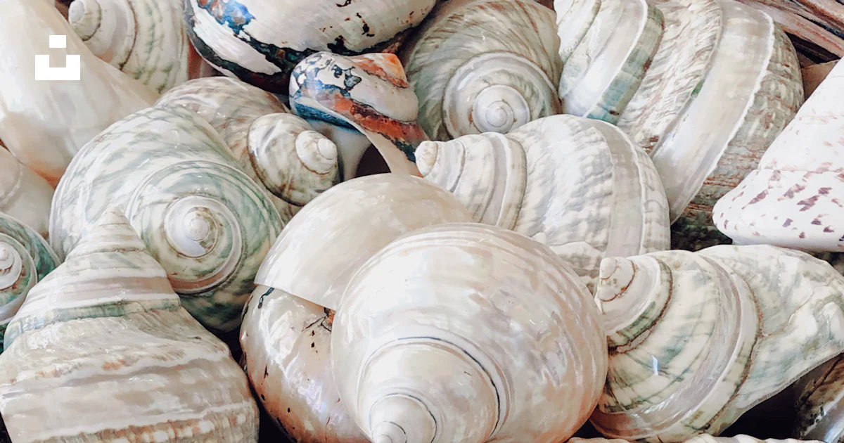 White and brown sea shells photo – Free Greece Image on Unsplash