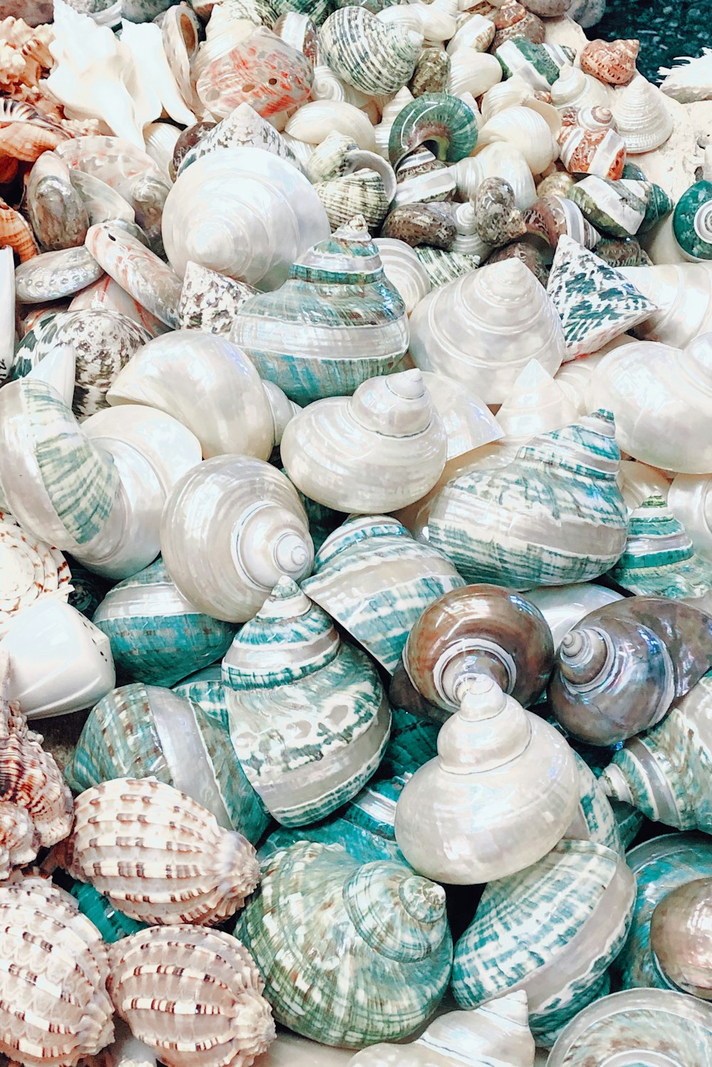 white and brown seashell lot