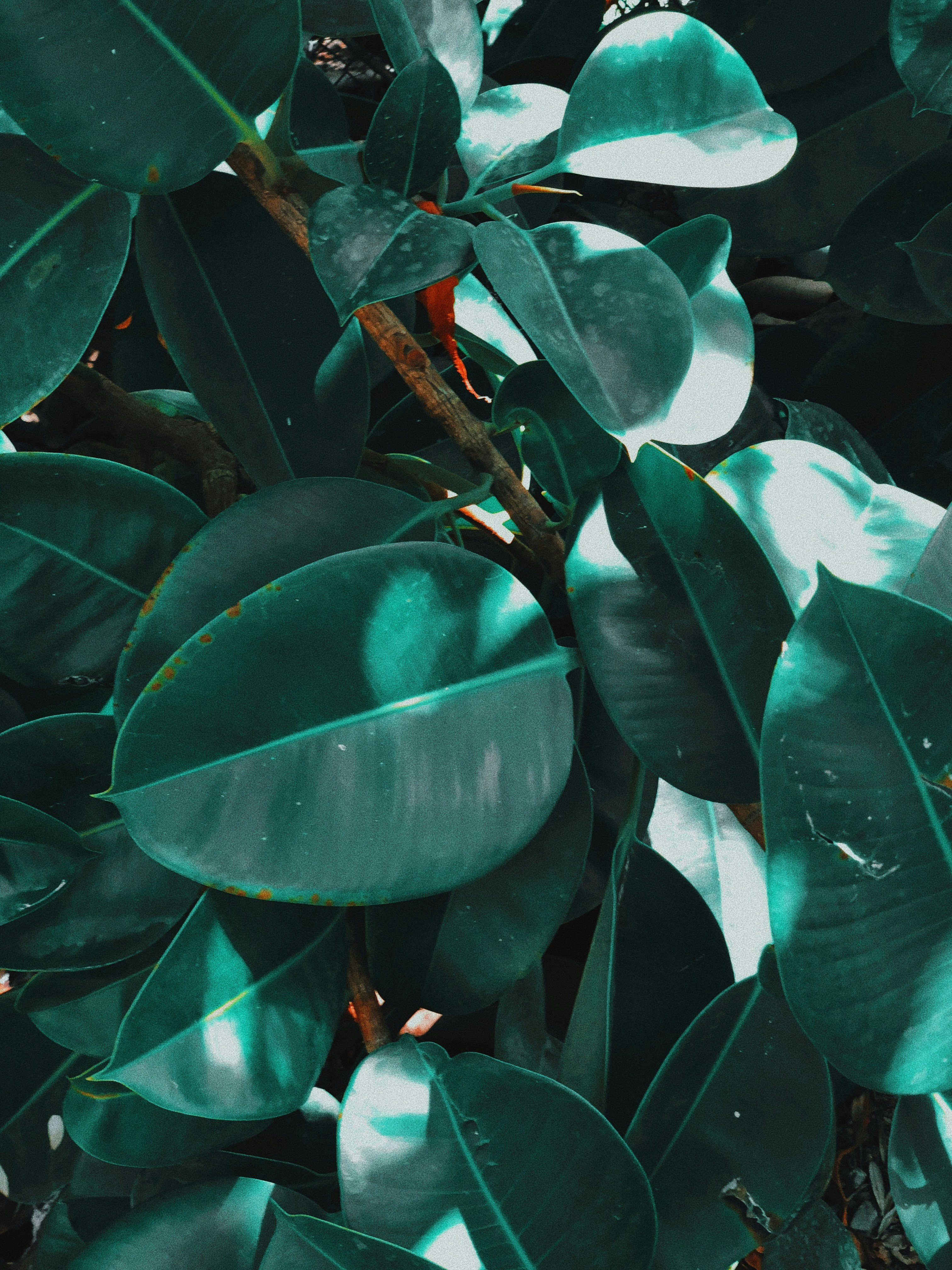 green leaves plant during daytime