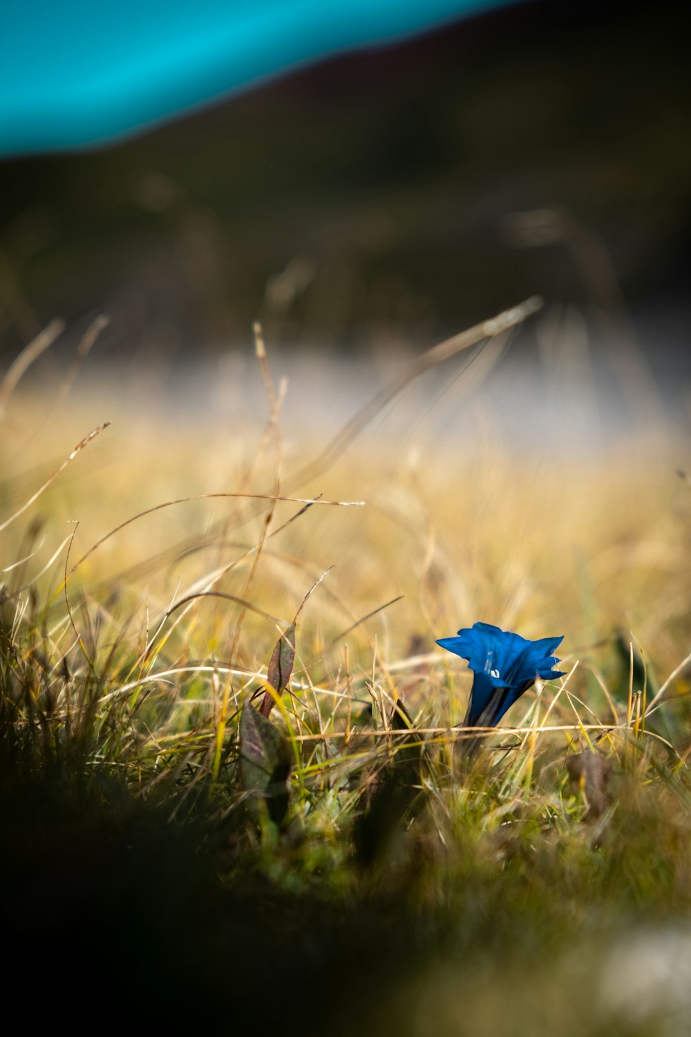 blue flower on green grass during daytime