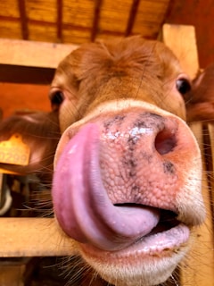 A close-up of a cow's face with its tongue extended, touching its nose. The cow is inside a wooden structure with visible beams, and there is an identification tag clipped to its ear.