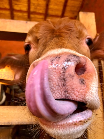 A close-up of a cow's face with its tongue extended, touching its nose. The cow is inside a wooden structure with visible beams, and there is an identification tag clipped to its ear.