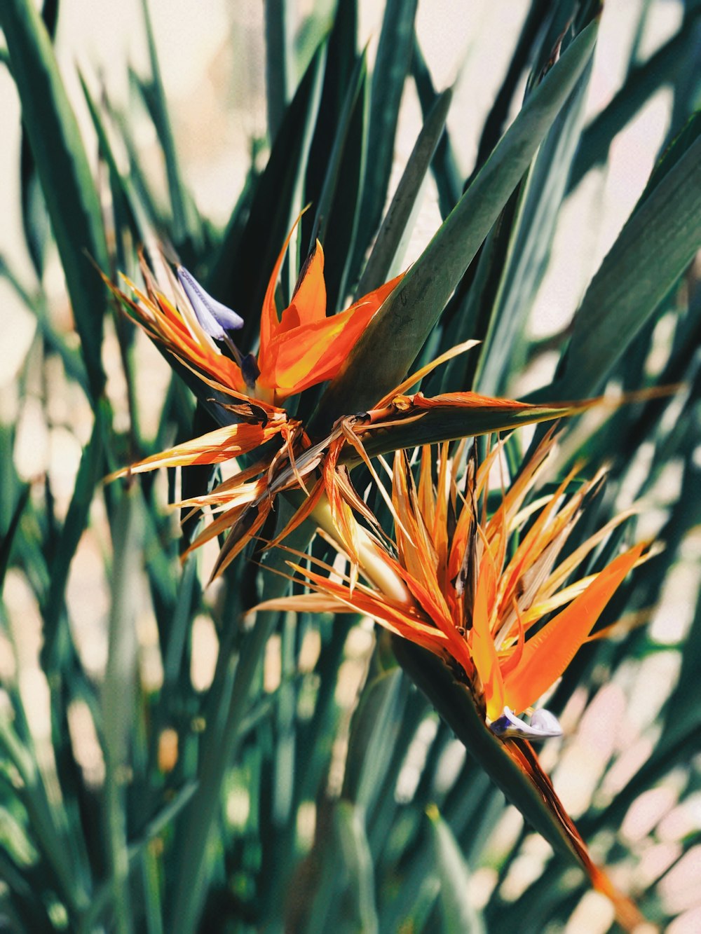 pássaros alaranjados e azuis da flor do paraíso em flor durante o dia