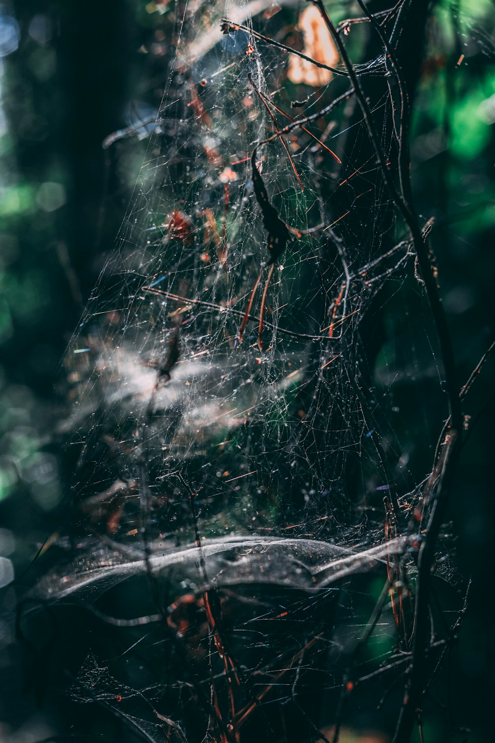 spider web on brown tree branch during daytime