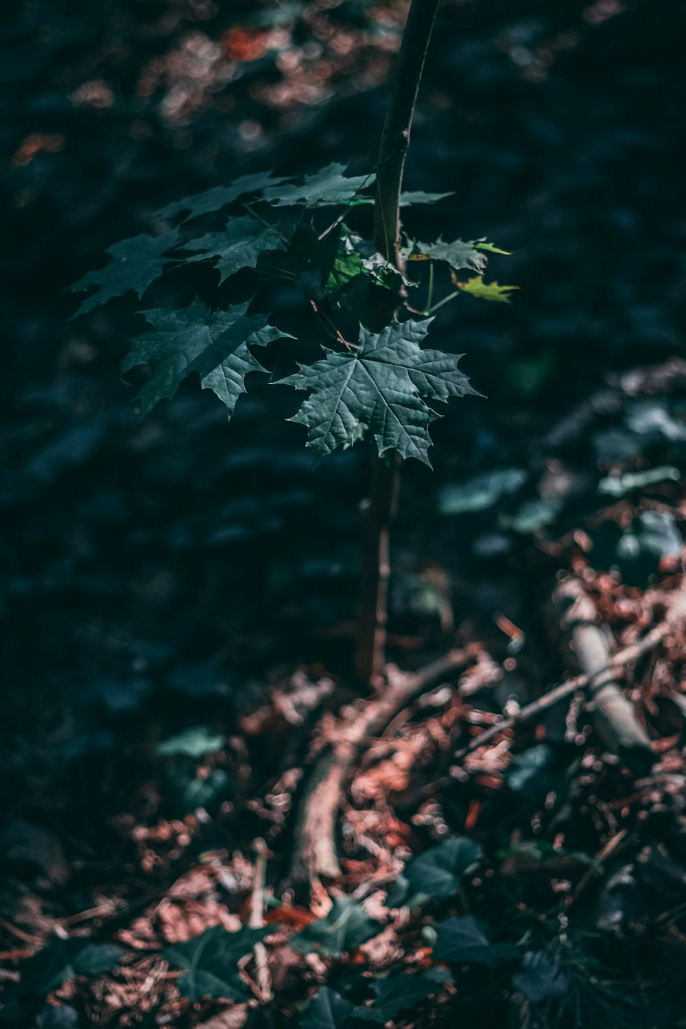 green leaves on brown tree branch