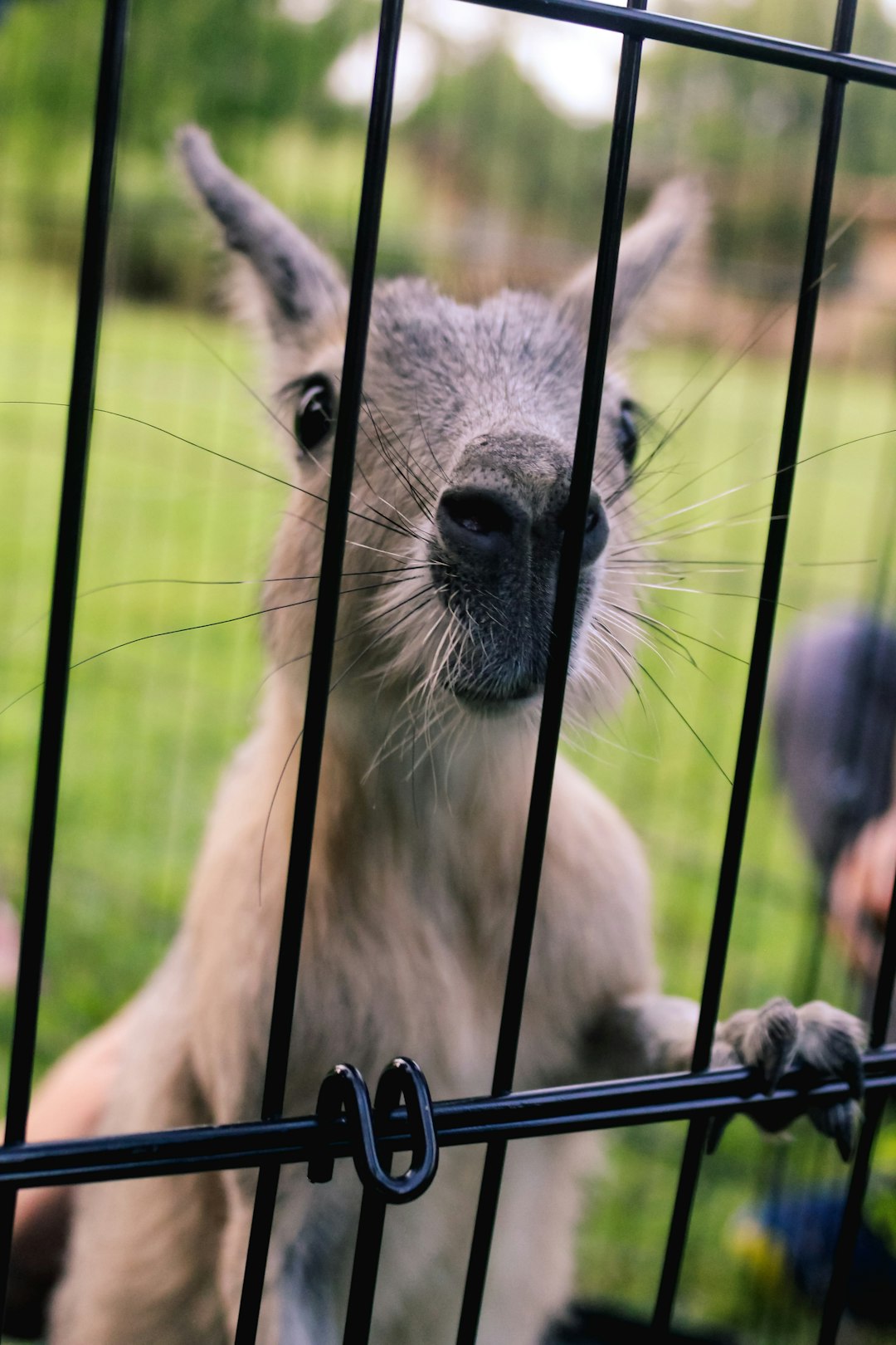 gray and white sheep on cage