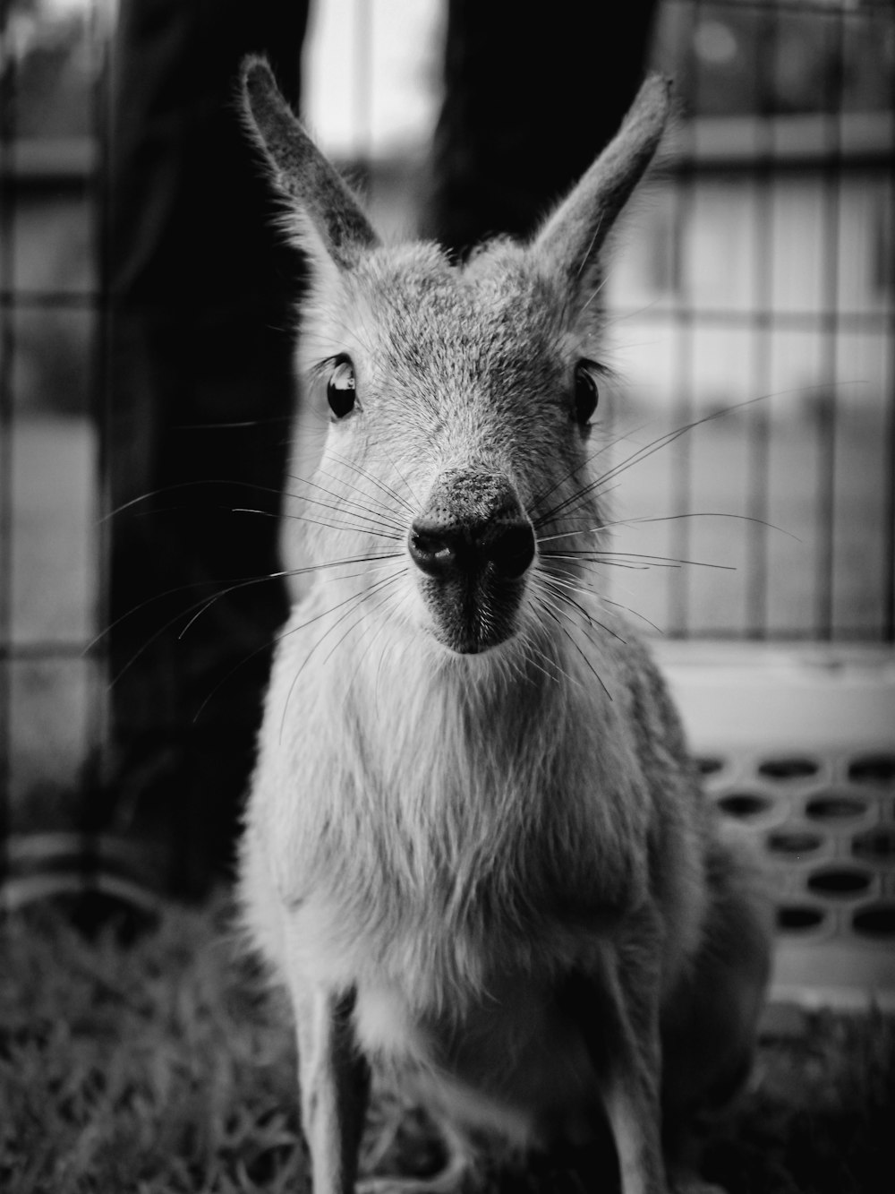 grayscale photo of a rabbit