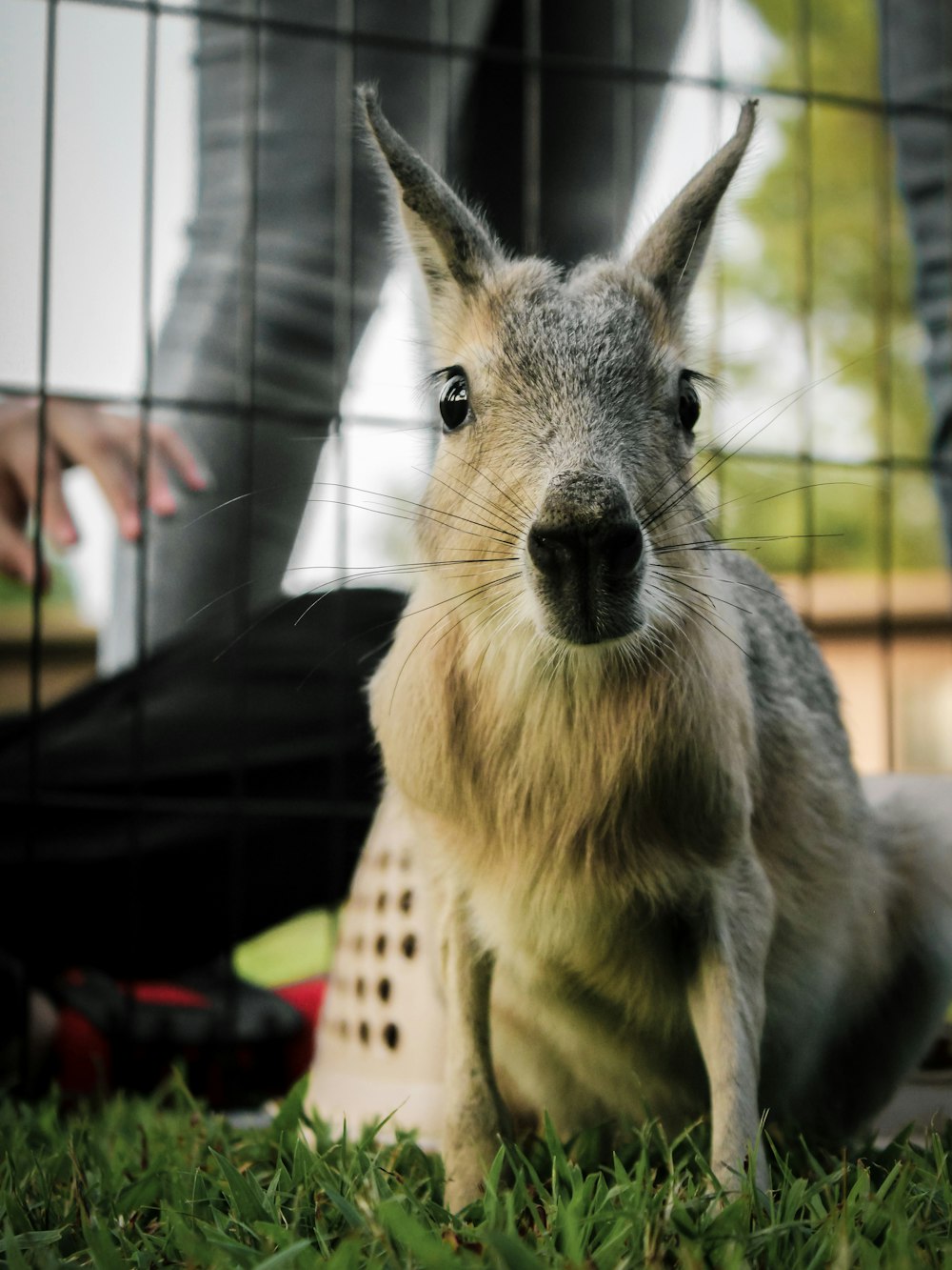 brown and white animal in cage