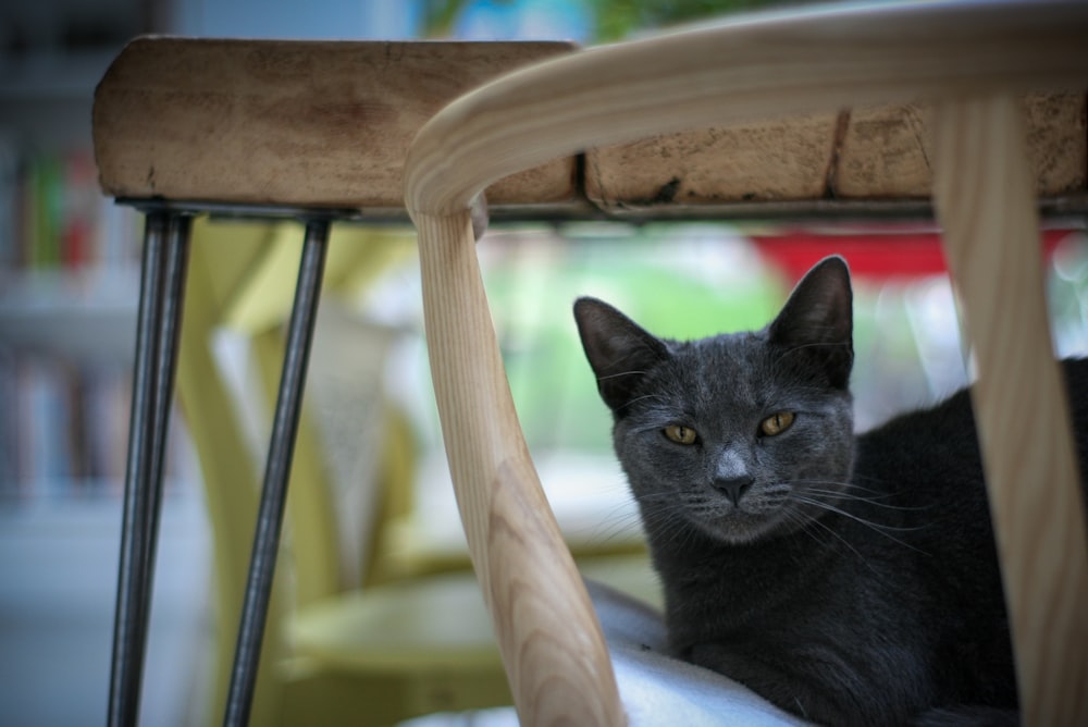 Gato negro sobre silla de madera marrón