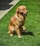 A happy golden retriever sitting on a freshly cleaned green lawn.