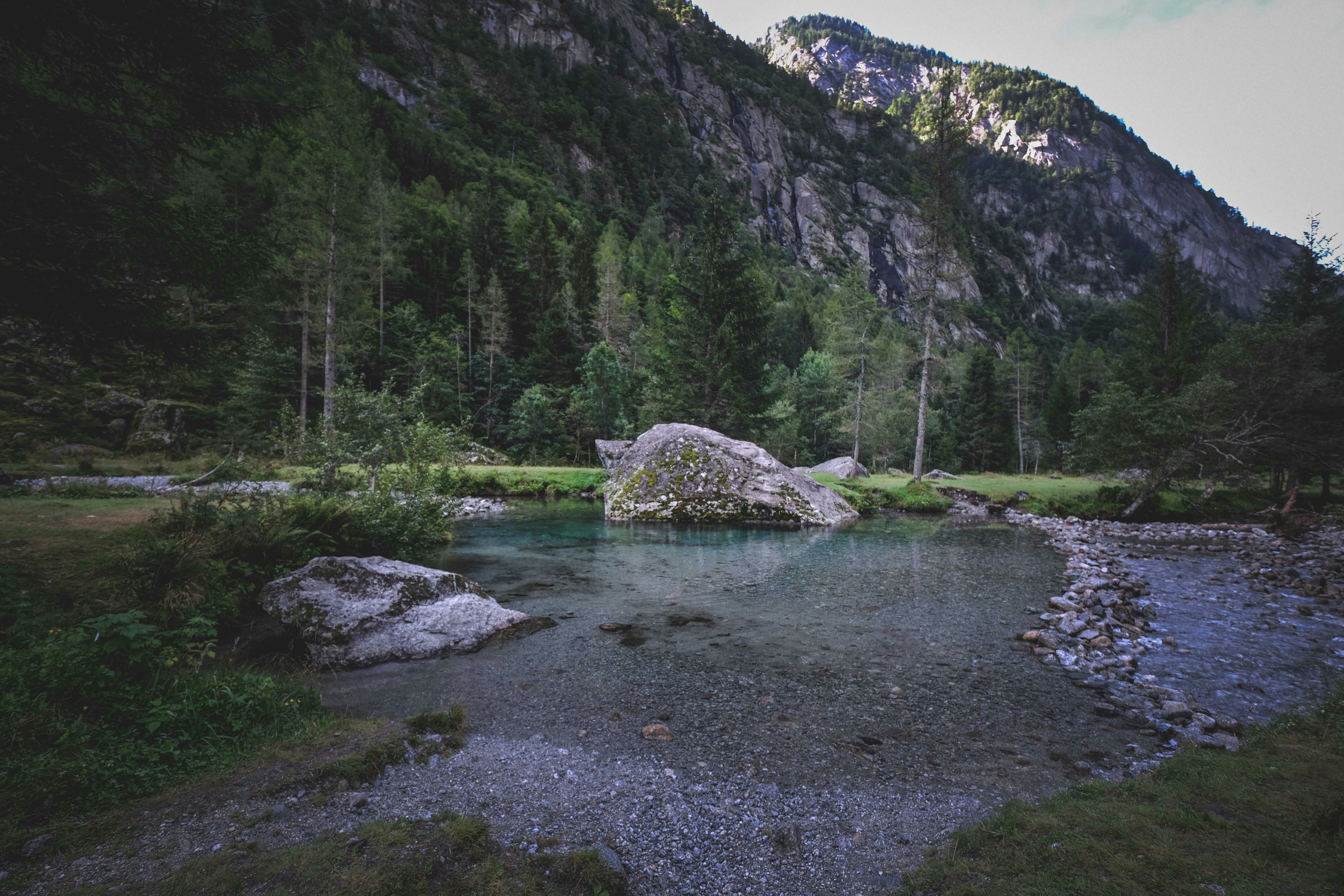 green trees near river during daytime