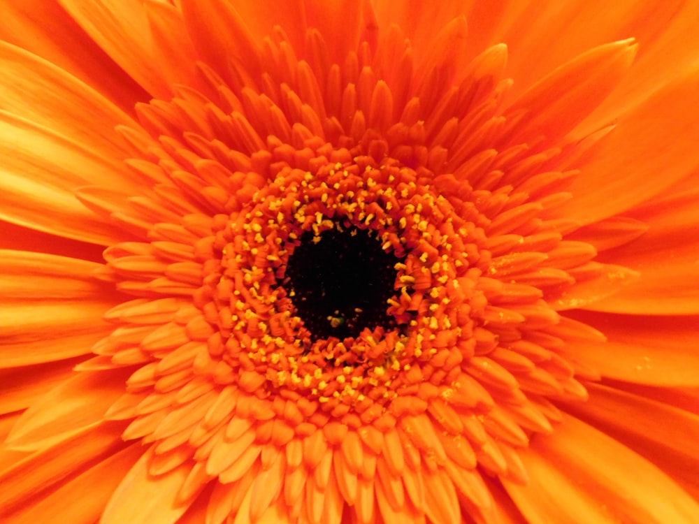 girasol amarillo en flor durante el día