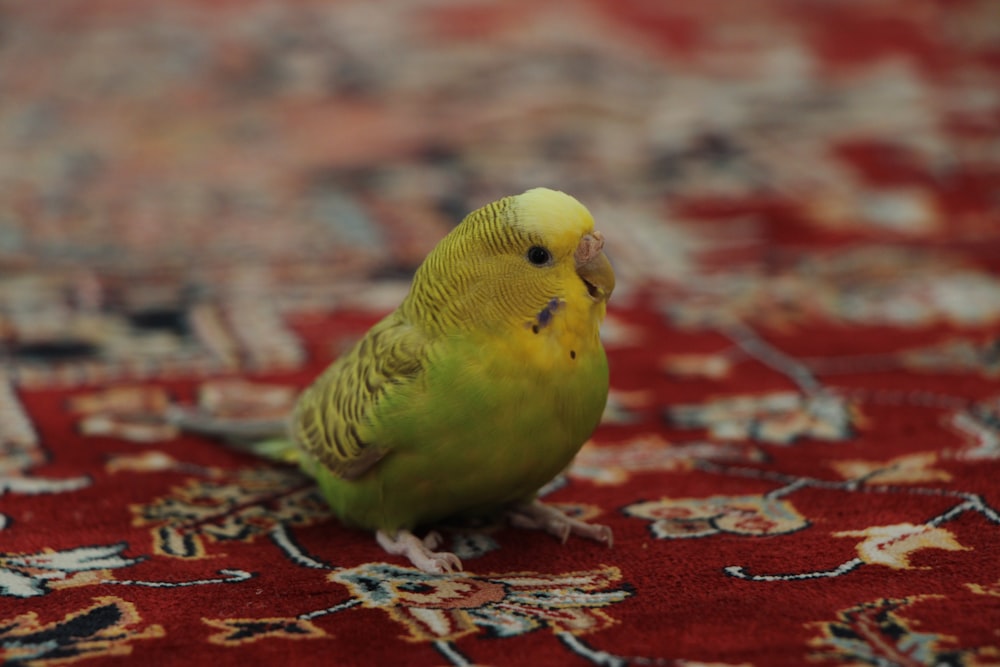 yellow and green bird on red and white floral textile