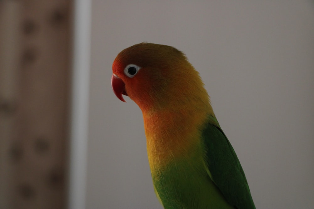 pájaro verde, amarillo y rojo