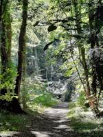 A serene path winding through the lush, green Chilean native forest at dawn.