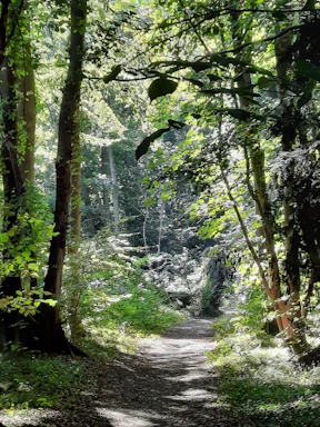 A serene jungle path winding through lush greenery at dawn.