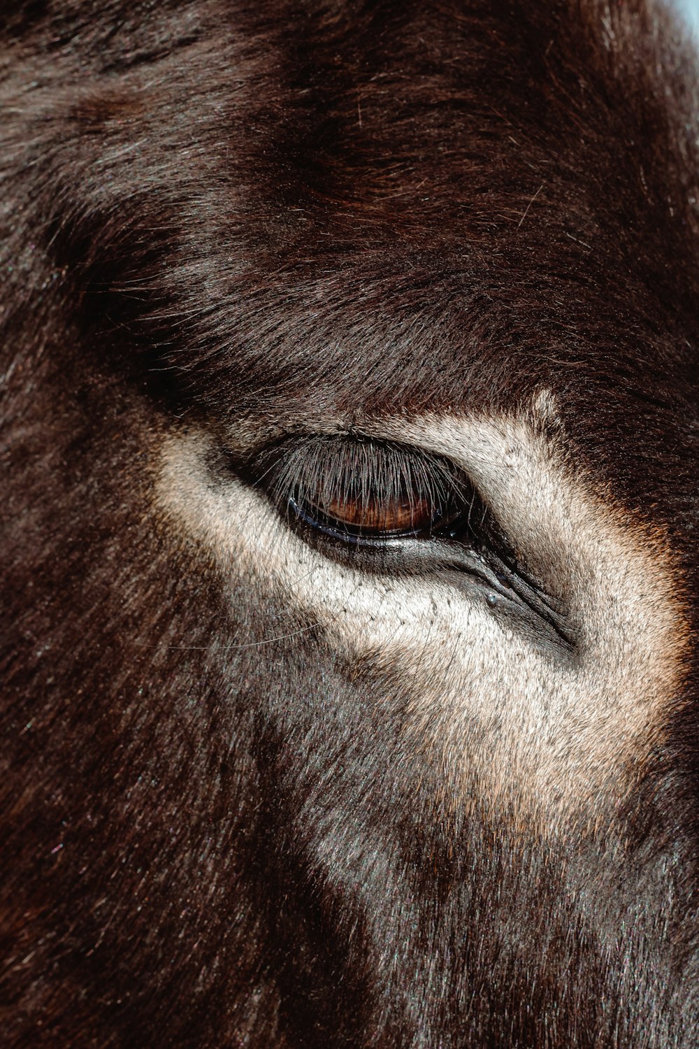 brown animal eye in close up photography