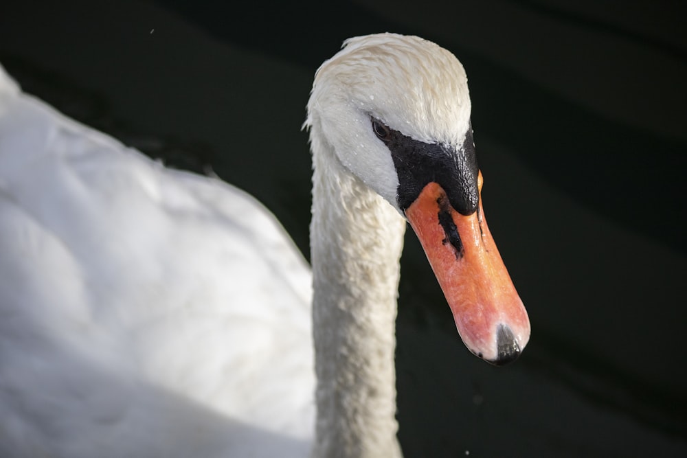 white swan in close up photography