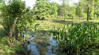A serene pond in Bihar with farmers tending to makhana plants under a soft morning light.