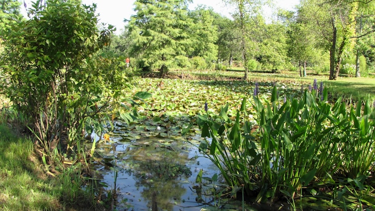 A serene pond in Bihar with farmers tending to makhana plants under a soft morning light.