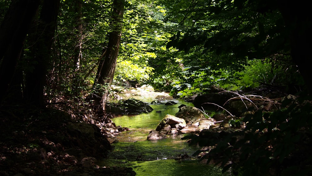 árboles verdes junto al río durante el día