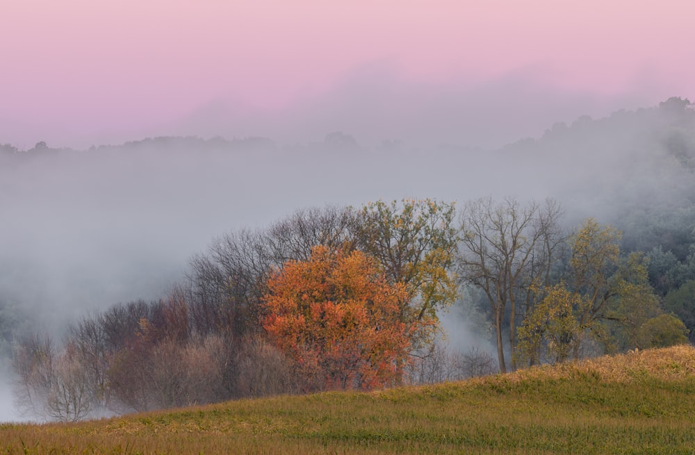 brown trees on green grass field during foggy day