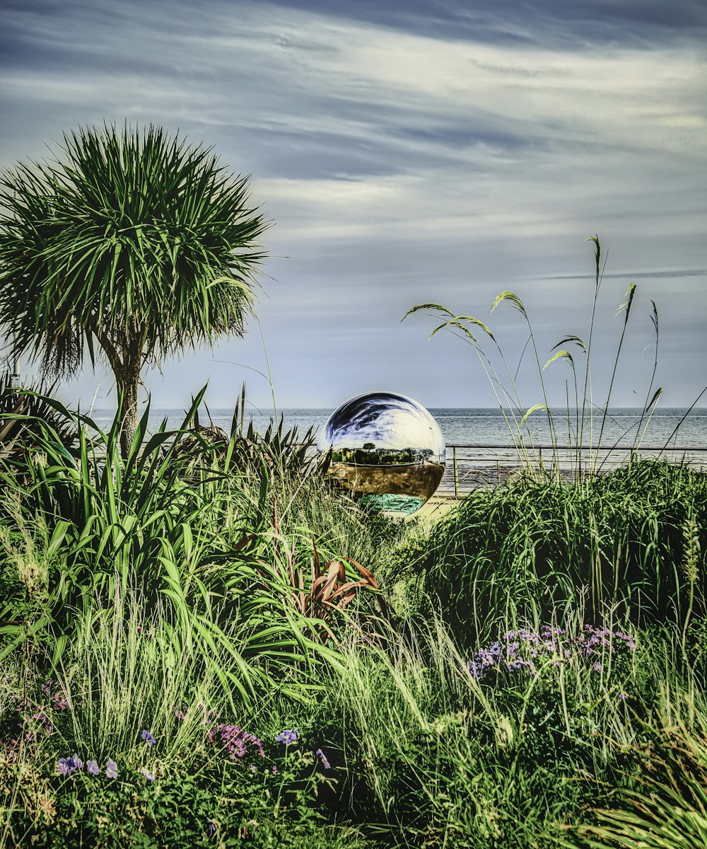 green palm tree on green grass field under cloudy sky during daytime