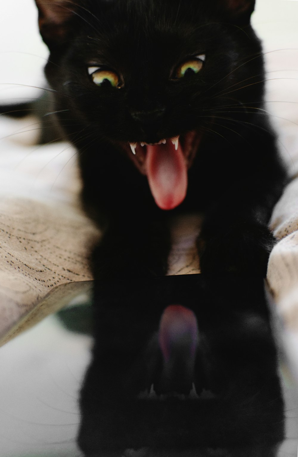 black cat on white textile