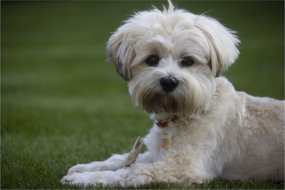 white long coat small dog on green grass field during daytime