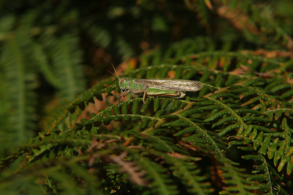 green grasshopper on green leaf plant