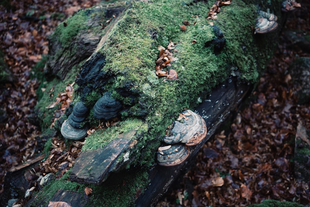 a moss covered wooden bench in the woods