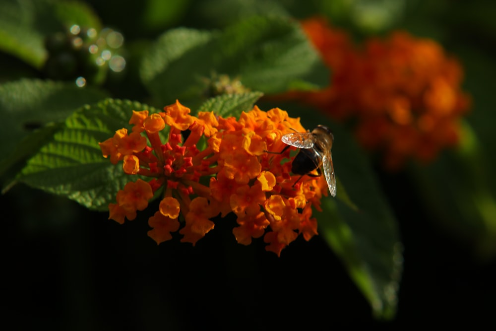 orange flower in tilt shift lens