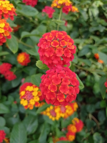 Clusters of vibrant red and yellow flowers are surrounded by lush green leaves. The image captures an up-close view of the blooming lantana flowers, showcasing their intricate petal arrangement.