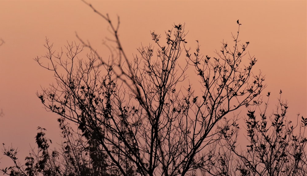 silhouette of leafless tree during sunset