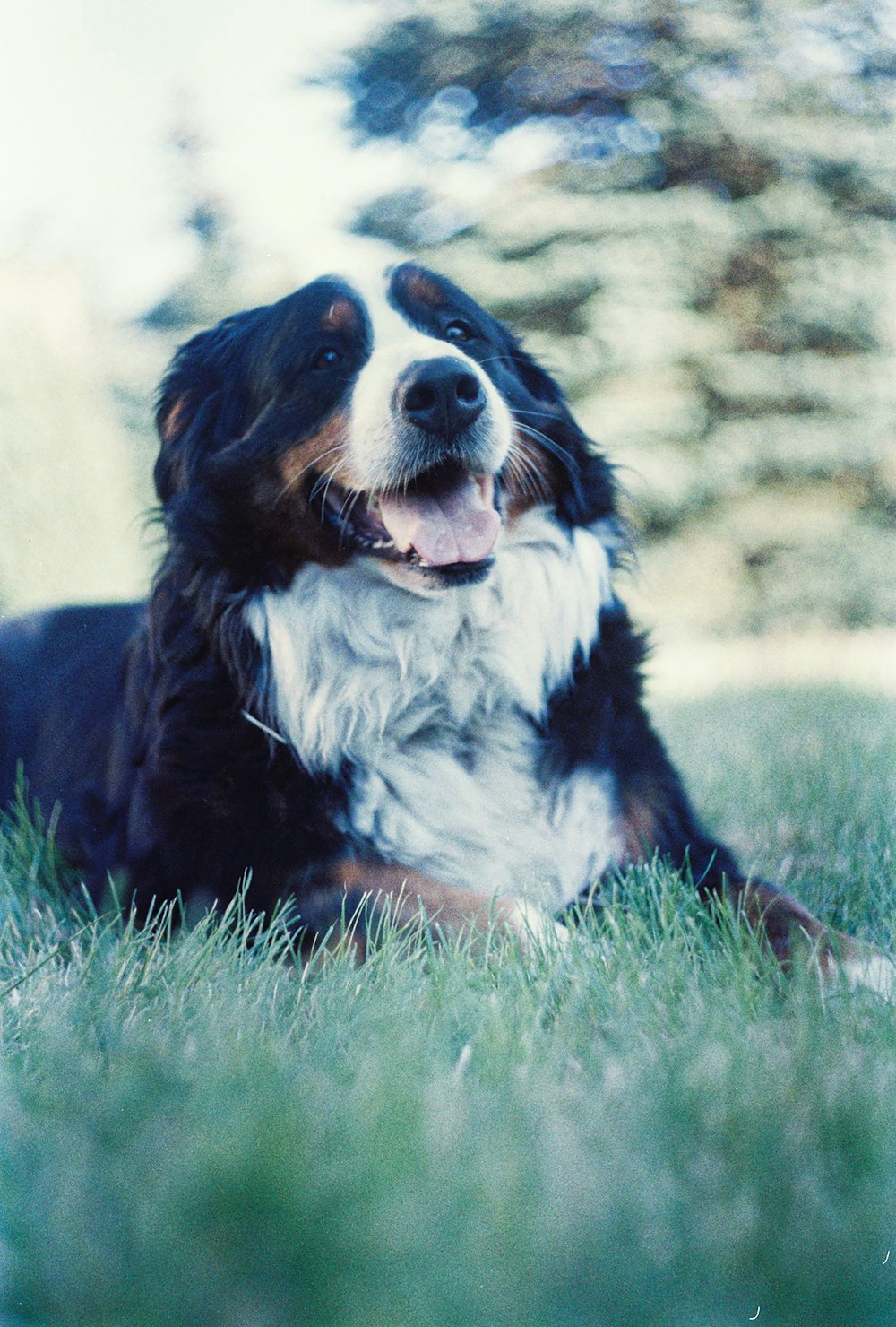 black white and brown bernese mountain dog lying on green grass during daytime