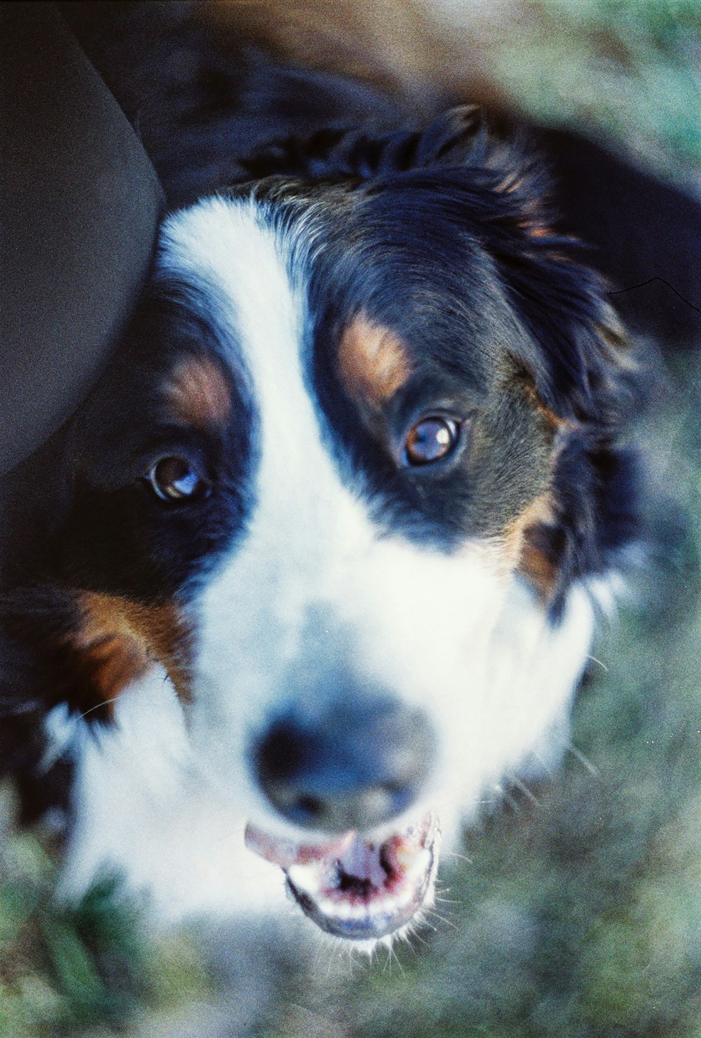 tricolor bernese mountain dog lying on the ground