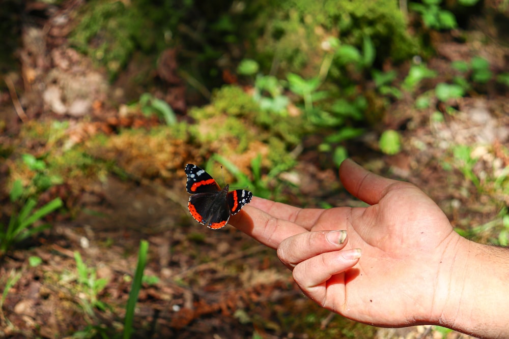 black and orange butterfly on persons hand