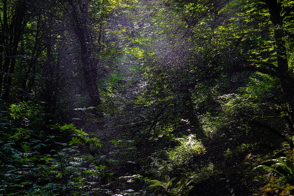 green trees and plants during daytime