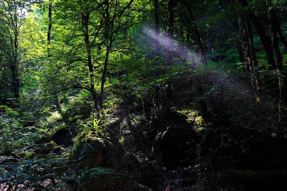 green trees and plants on forest during daytime