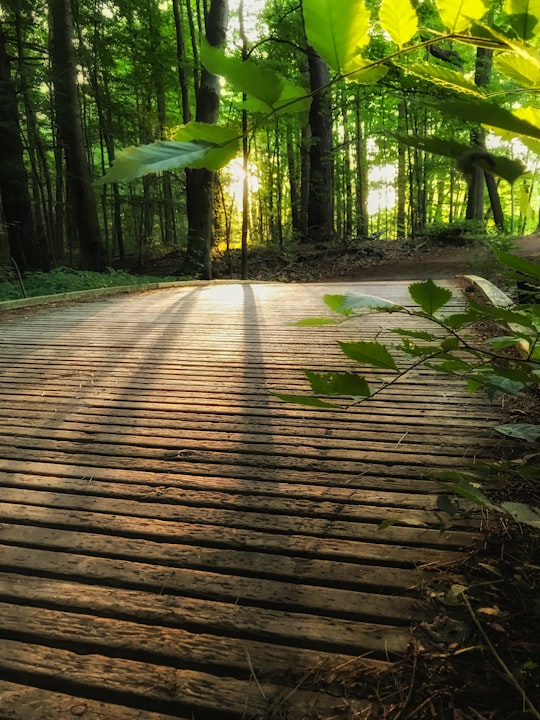 brown wooden pathway in the middle of green trees in Aylmer Canada