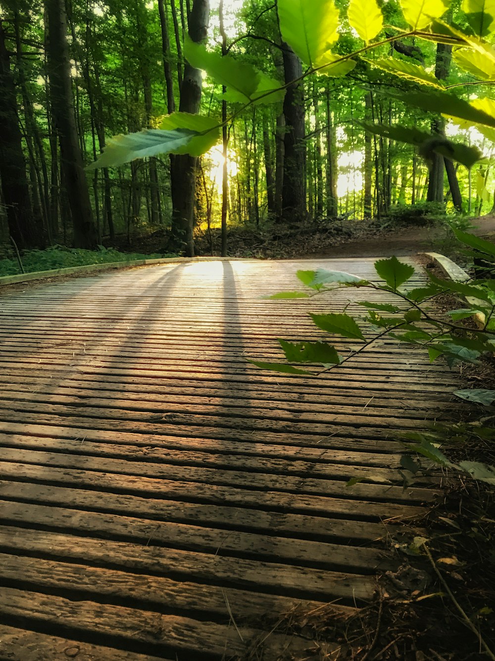 brown wooden pathway in the middle of green trees