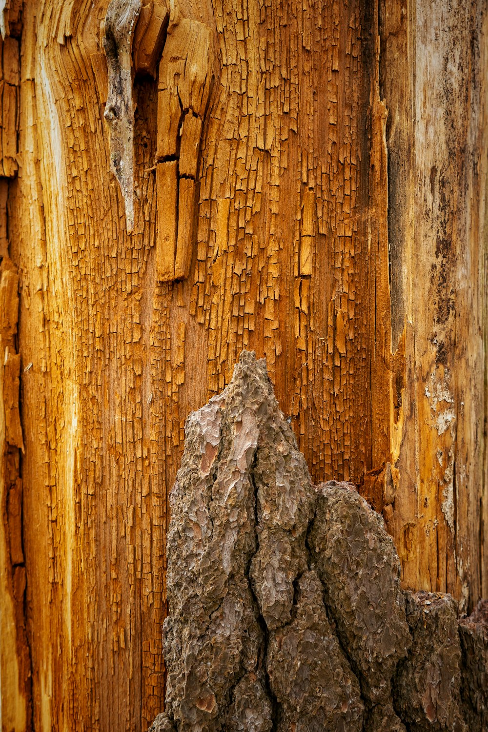 rocha marrom e cinza na superfície de madeira marrom